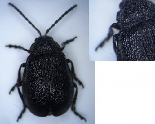 Réf. 205 961 : Galeruca tanaceti